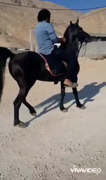 اسب مشکی|اسب و تجهیزات اسبسواری|بستک, |دیوار