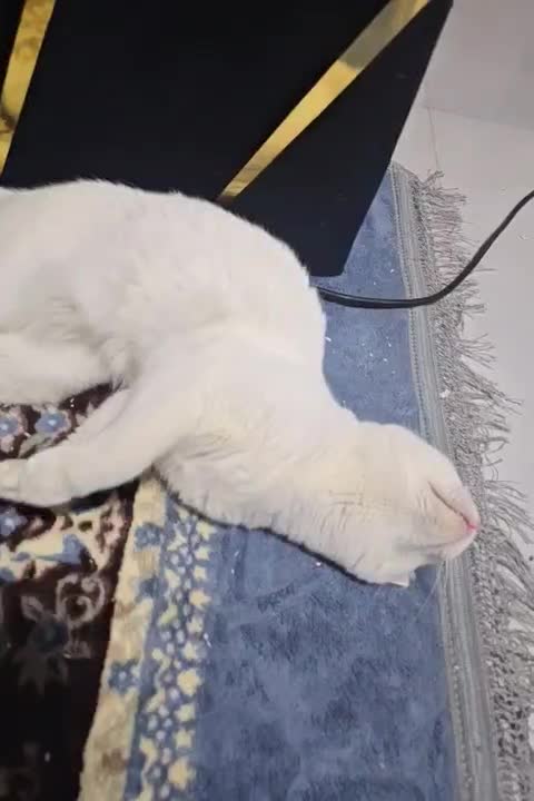 گربه بریتیش|گربه|قشم, |دیوار