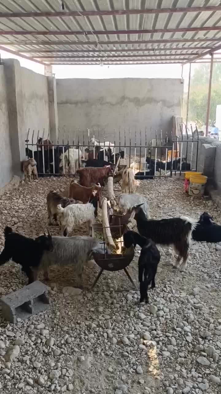 فروش۳۰راس کهره نر و ۲۰راس کهره ماده بنک بز،میش،بره|حیوانات مزرعه|بندر کنگان, |دیوار