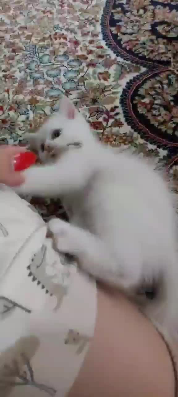 گربه|گربه|مشهد, بهشت|دیوار