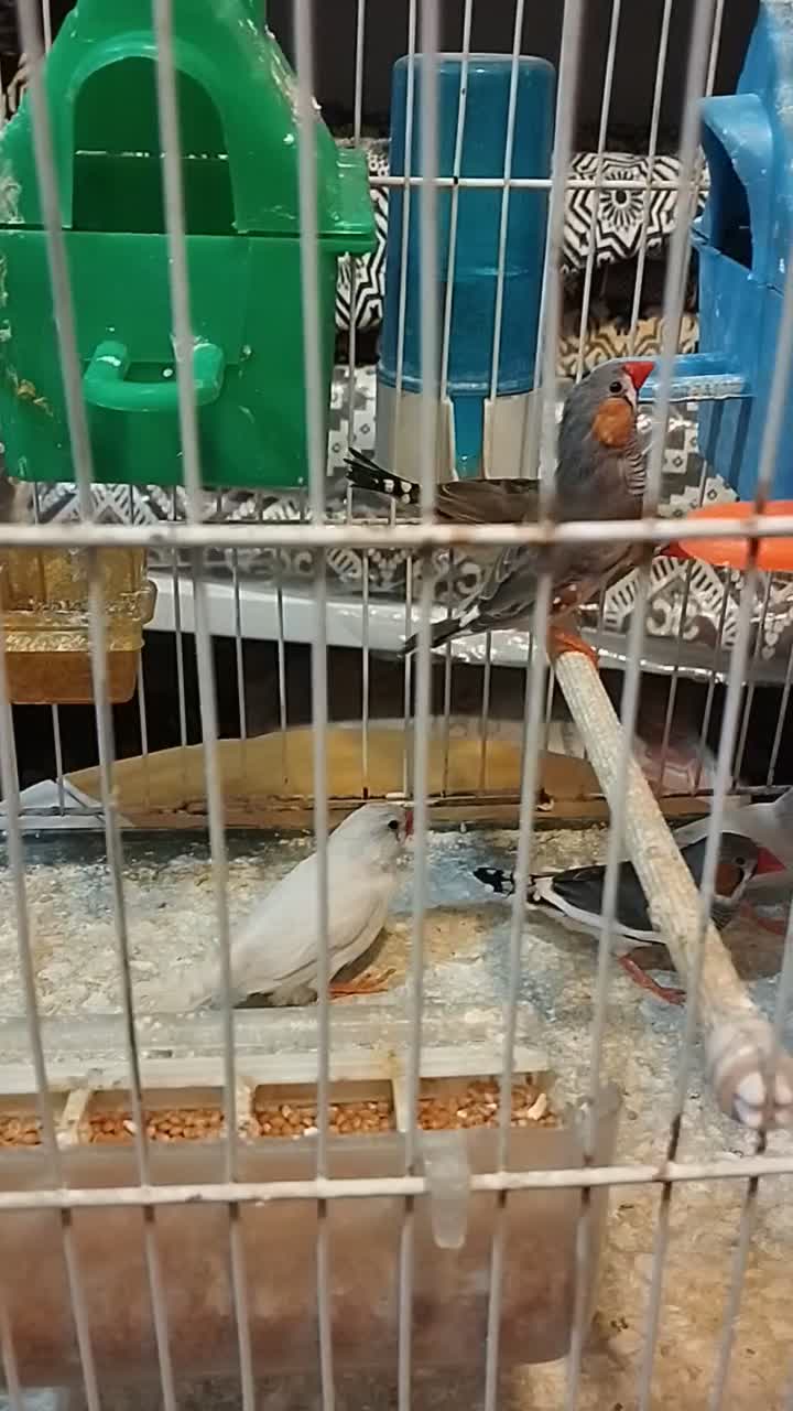 فنج|پرنده|مشهد, پنجتن|دیوار