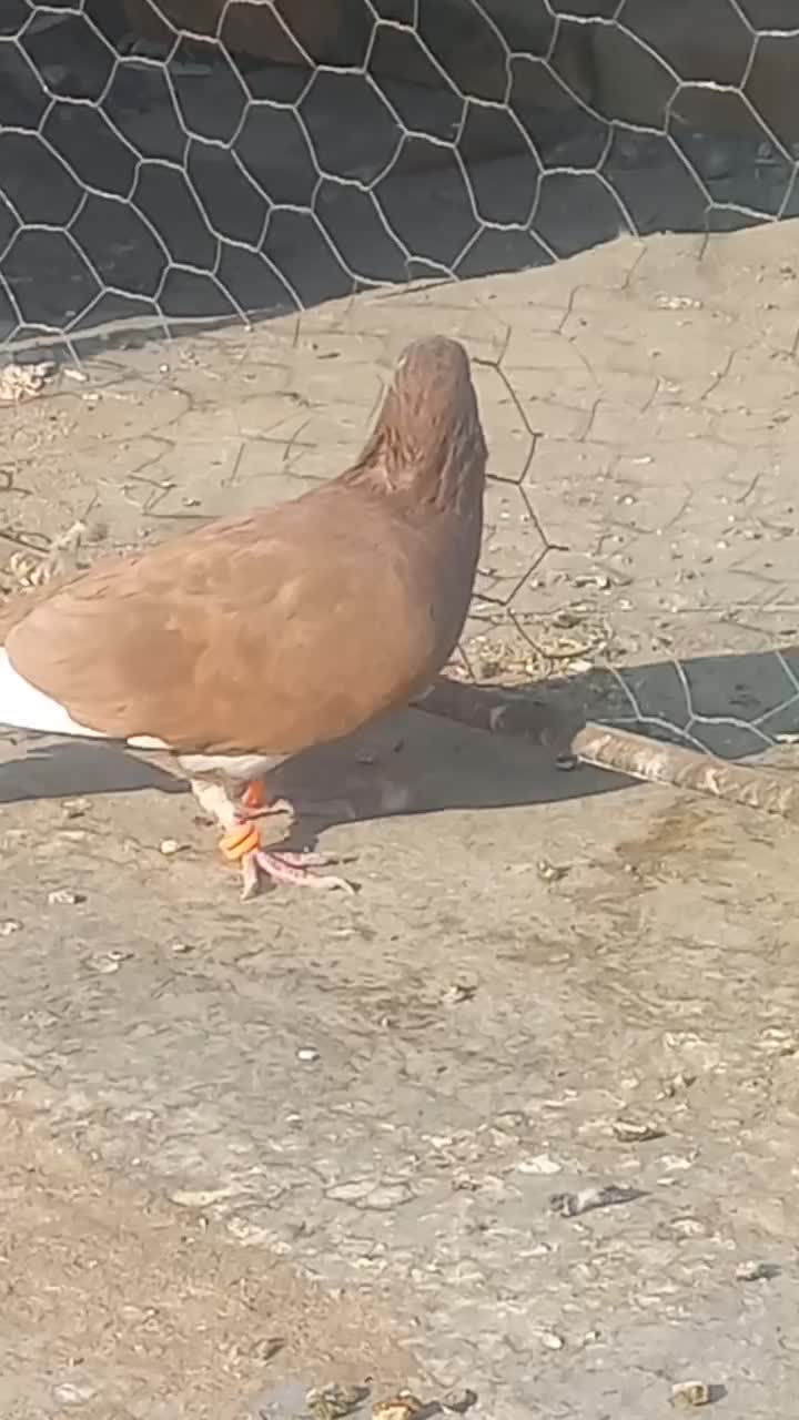 زرد پلنگ وگلی پلنگ|پرنده|رفسنجان, |دیوار