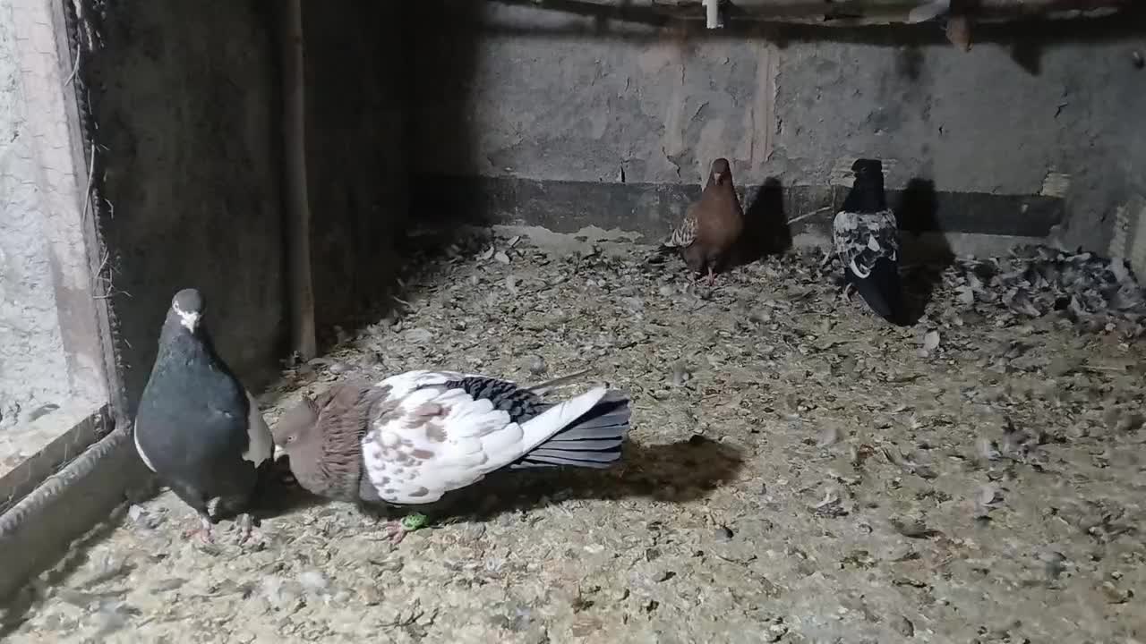 سینه ای|پرنده|لنجان, |دیوار