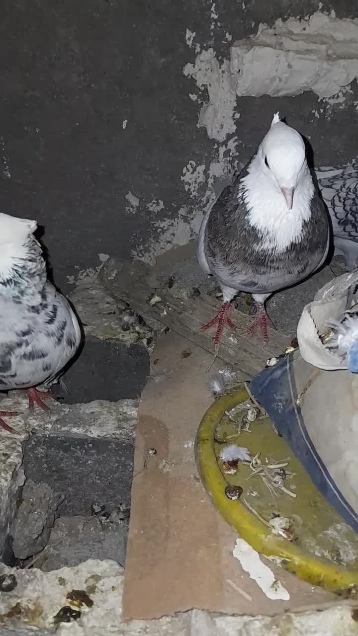 کبوتر طوقی  معاوضه میکنم|پرنده|لنده, |دیوار