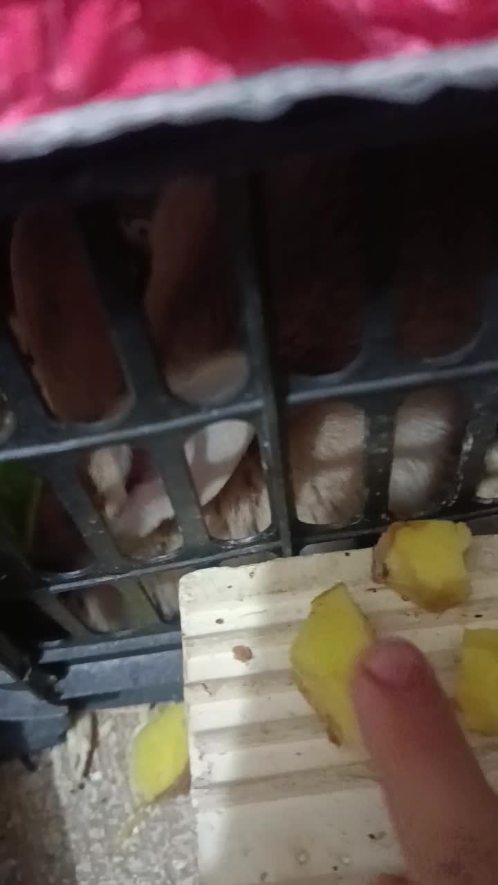 خرگوش باهوش وبازیگوش|موش و خرگوش|فولادشهر, B1|دیوار