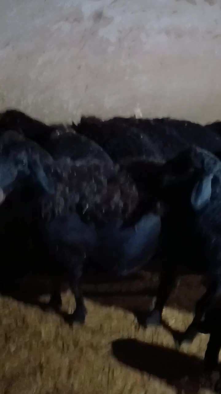 بره قوچ|حیوانات مزرعه|سجاس رود, |دیوار