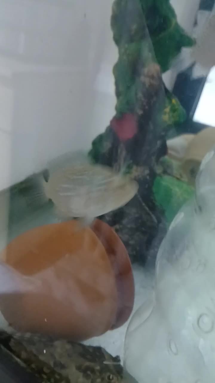 بچه فلاور|ماهی|فردیس, شهرک ارم|دیوار