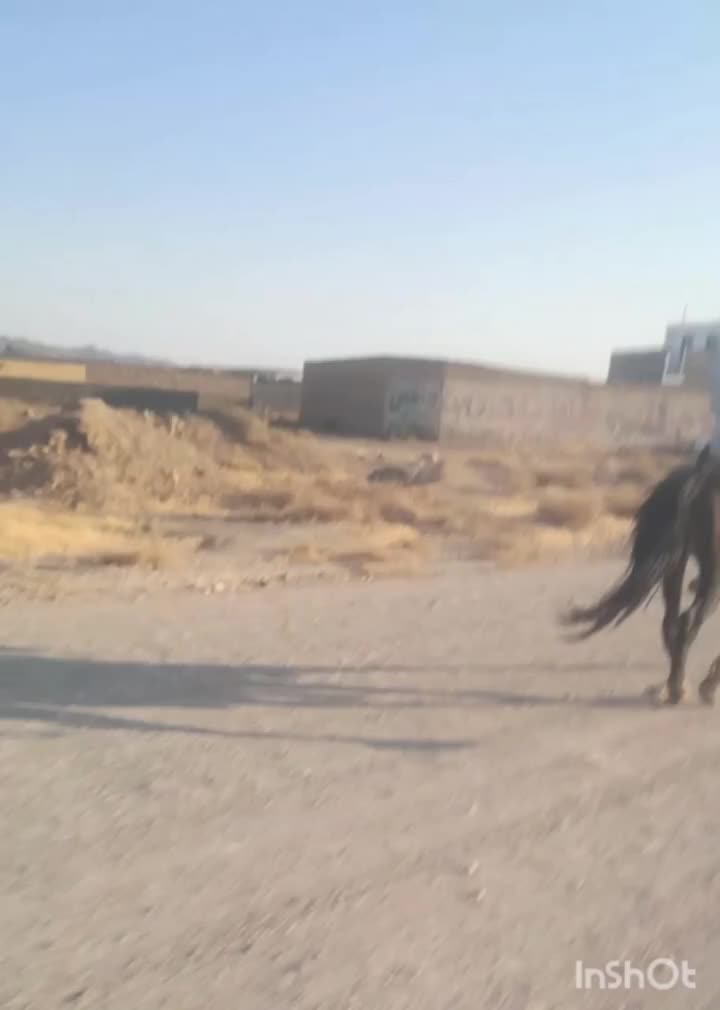 اسب کره یورقه|اسب و تجهیزات اسب‌سواری|تربت‌حیدریه, میدان مرکزی|دیوار