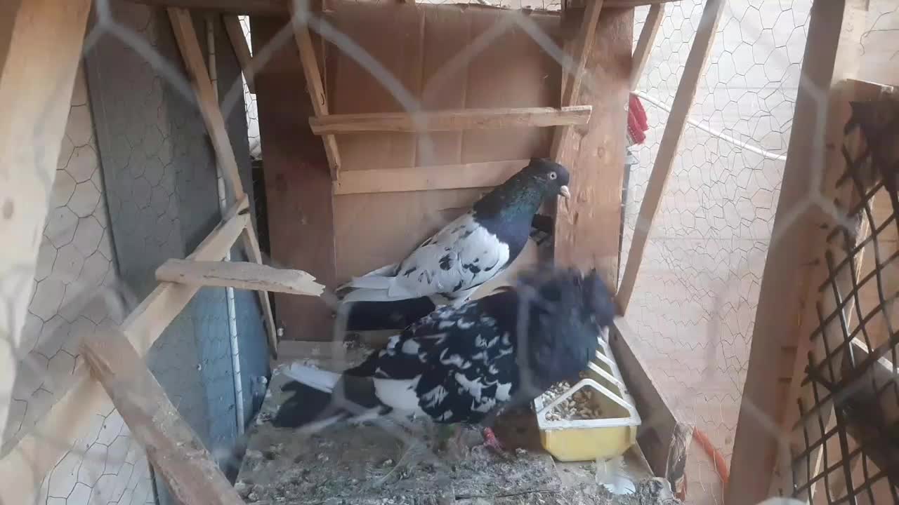 کله اهوازی ذات قدیم|پرنده|اهواز, کوی باهنر|دیوار