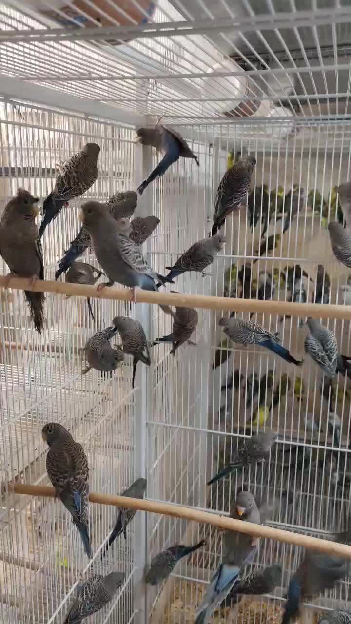 مرغ عشق بلک فیس،بلک وینگ(معاوضه با ردچیک)|پرنده|یزد, |دیوار