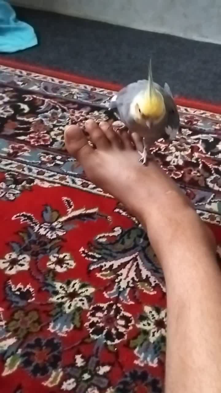عروس هلندی نر سخنگو|پرنده|گرگان, |دیوار