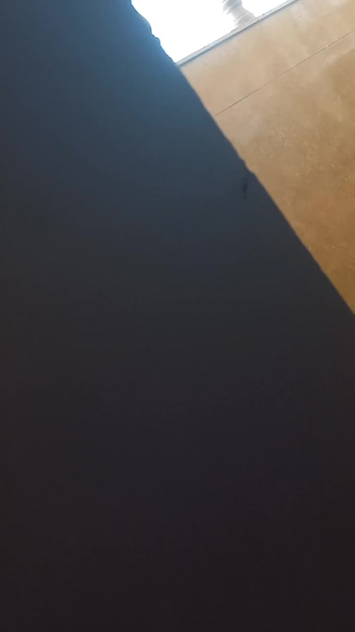 عروس هلندی سخنگو|پرنده|رامشیر, |دیوار