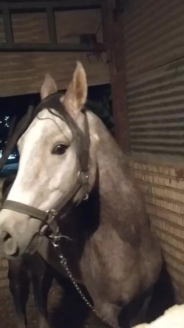 اسب|اسب و تجهیزات اسب‌سواری|دورود, |دیوار