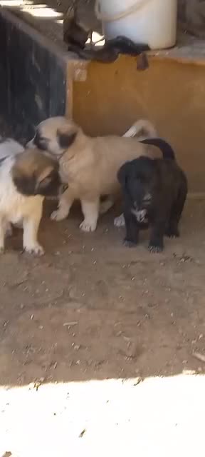 توله سگ قدرجونی|سگ|اصفهان, سرشبادران|دیوار