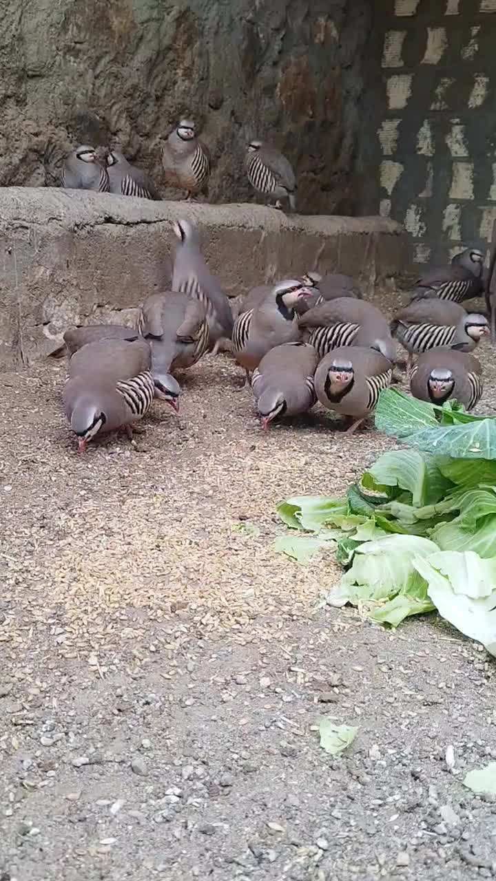 جوجه محلی و بلدرچین و کبوتر|حیوانات مزرعه|جیرفت, |دیوار