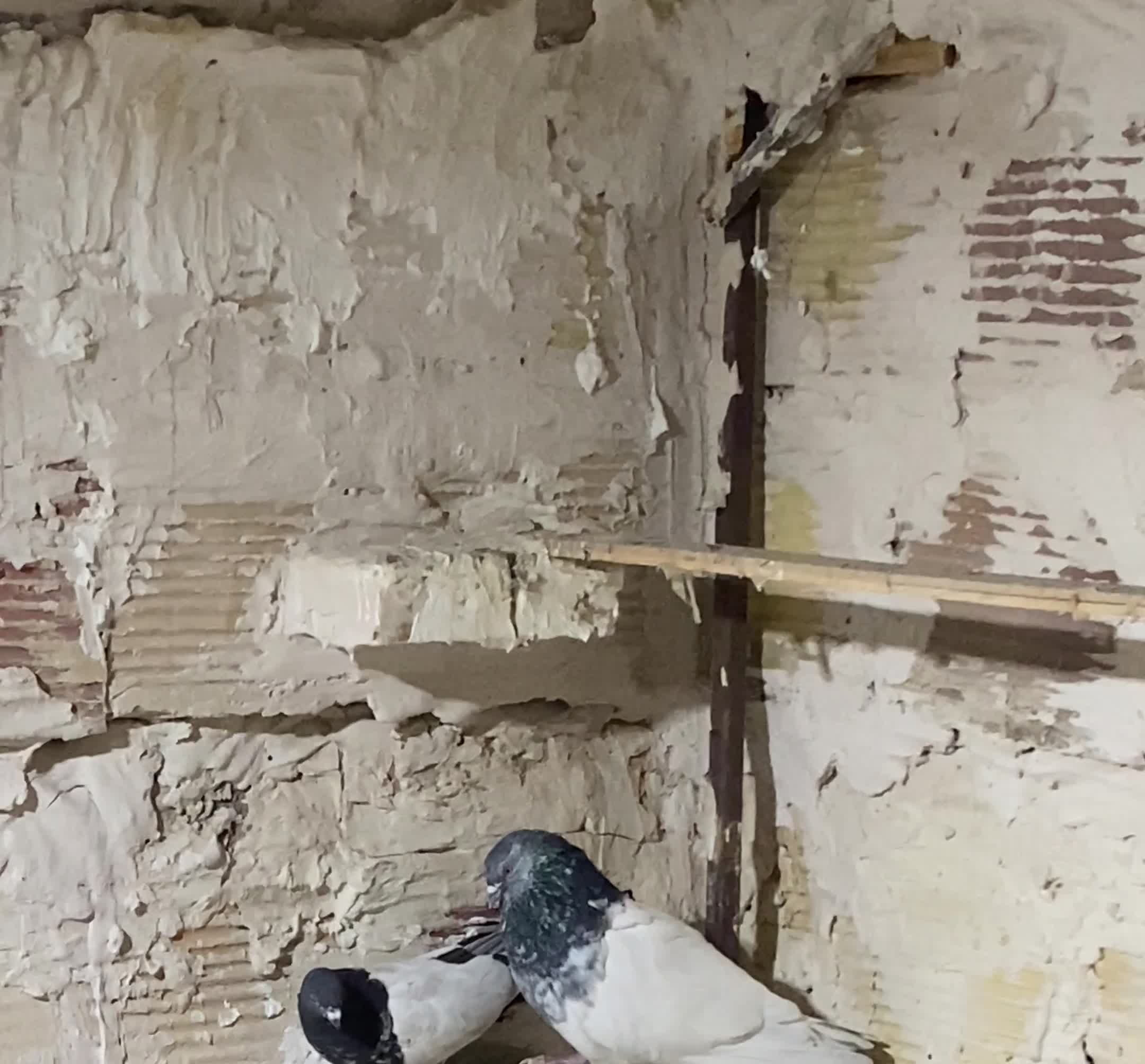 کفتر|پرنده|بهارستان, |دیوار