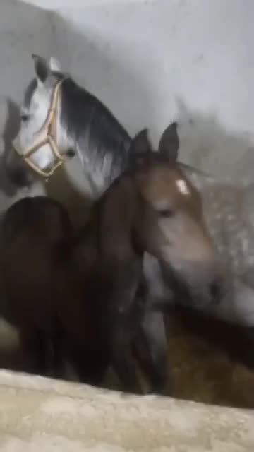 مادیان وکره کرد مدارک دار آبستن|اسب و تجهیزات اسبسواری|تهران, خرمشهر|دیوار