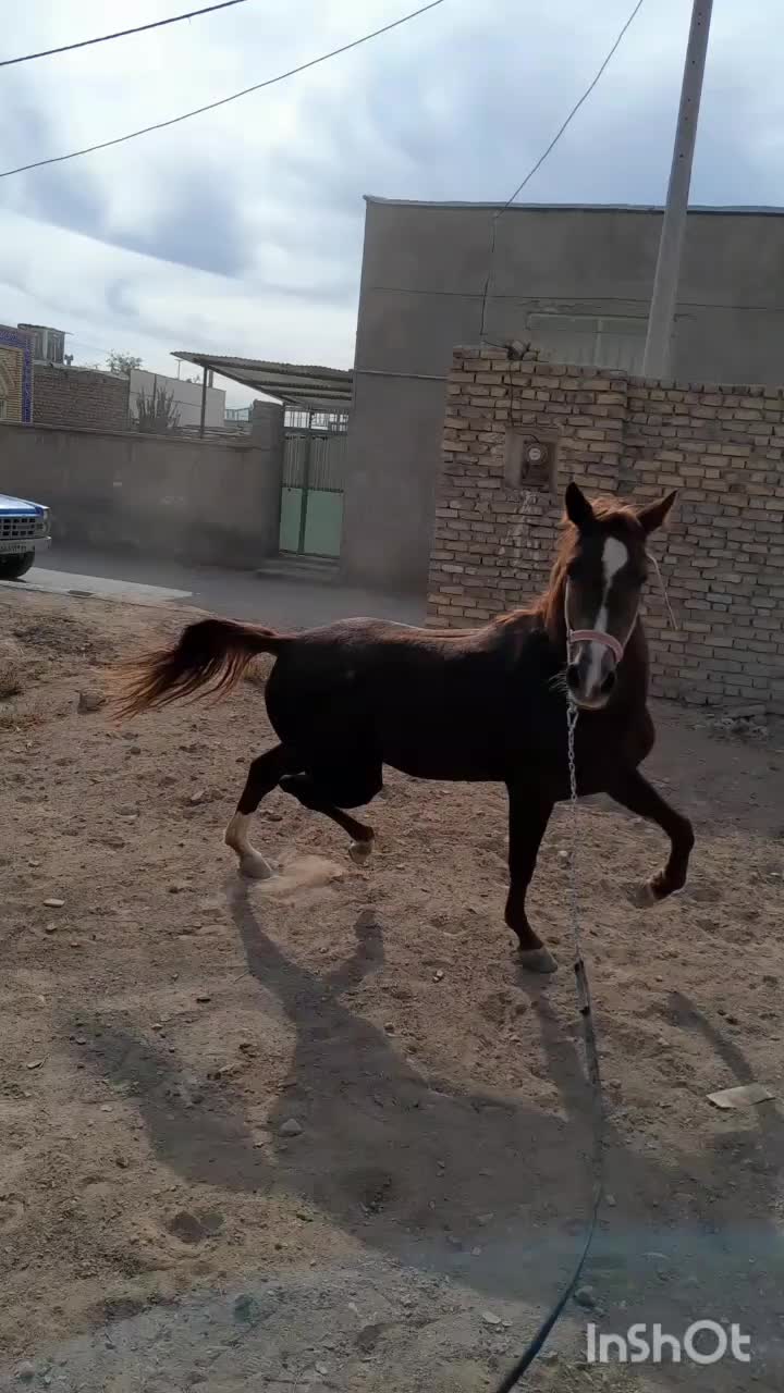 اسب نریون|اسب و تجهیزات اسب‌سواری|گناباد, |دیوار