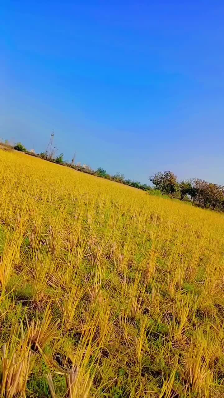 مادیان با کره|حیوانات مزرعه|خرمآباد (تنکابن), |دیوار