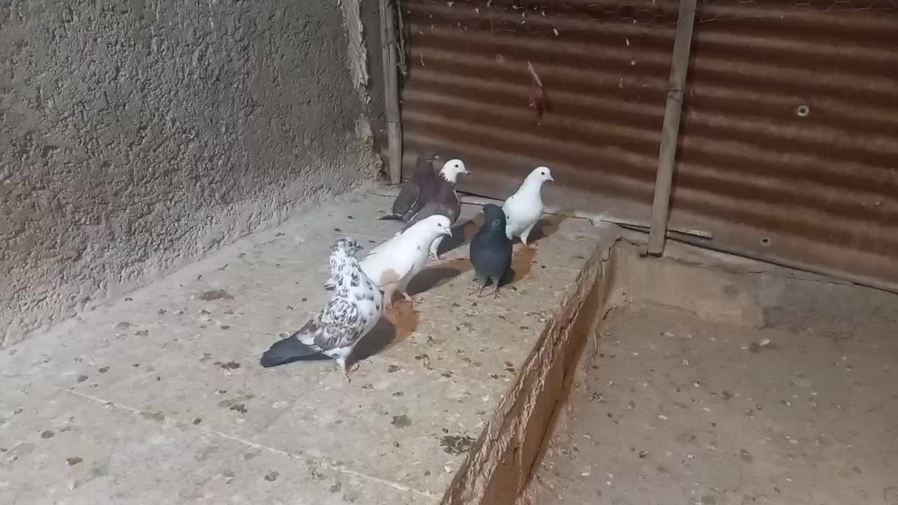 6عدد کبوتر‌پرشی|پرنده|ایلام, |دیوار