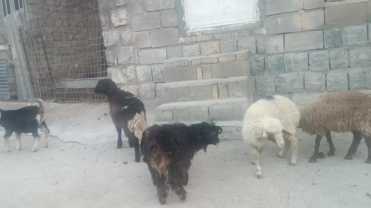 گو‌سفند|حیوانات مزرعه|کلاشی, |دیوار