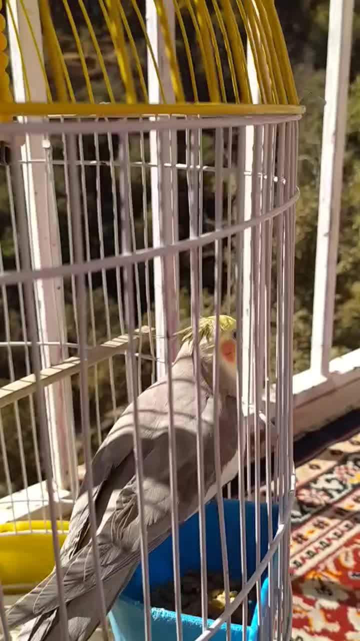 عروس هلندی|پرنده|پاوه, |دیوار