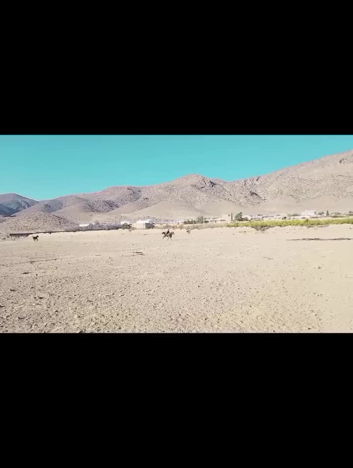 مرودشت|اسب و تجهیزات اسبسواری|پاسارگاد, |دیوار