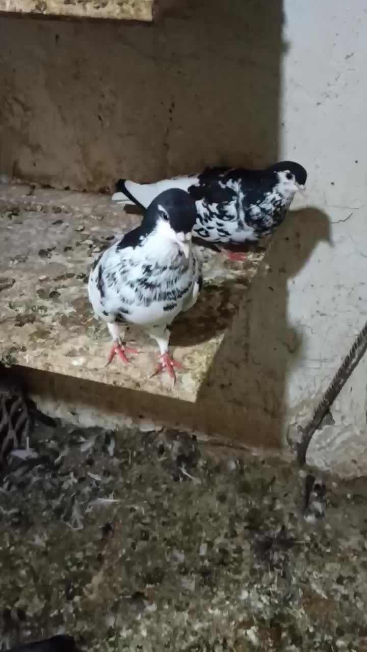 کبوتر رنگی آس|پرنده|آزادشهر, |دیوار