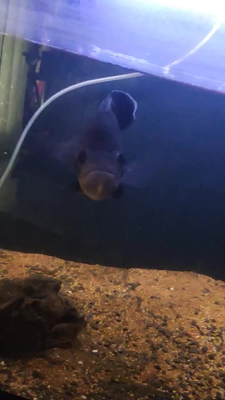 ماهی اسکار لجن خار چوب آب نوس  اکواریم بخاری|ماهی|هشتگرد, فاز ۲ مهستان|دیوار