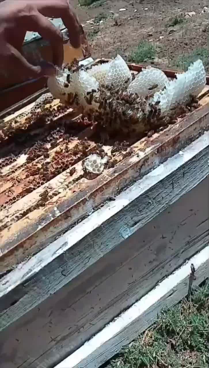 عسل طهور بدون شکر با برگه آزمایش|خوردنی و آشامیدنی|رشت, کوی غلام نیا|دیوار