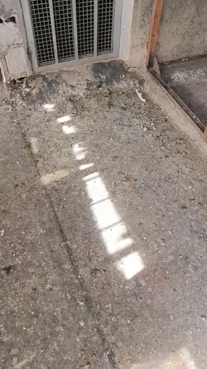 کبوتر اصفهانی|پرنده|خمینی‌شهر, |دیوار