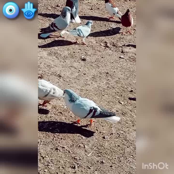 ۳ تا بدرنگ روشن|پرنده|بوئین زهرا, |دیوار