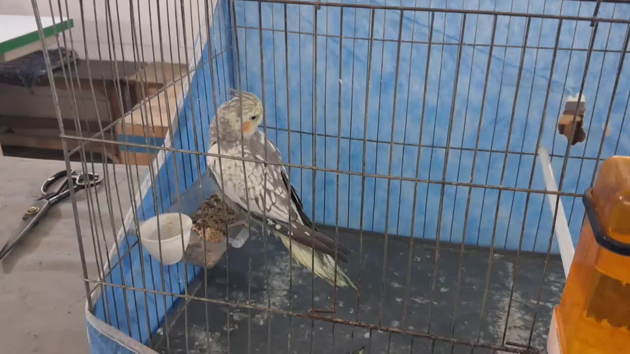 عروس هلندی ماده|پرنده|پاکدشت, پاکدشت (مامازند)|دیوار