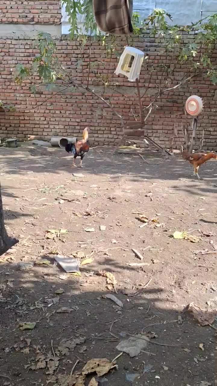 فروش یا معاوضه خروس لاری|حیوانات مزرعه|بابل, |دیوار