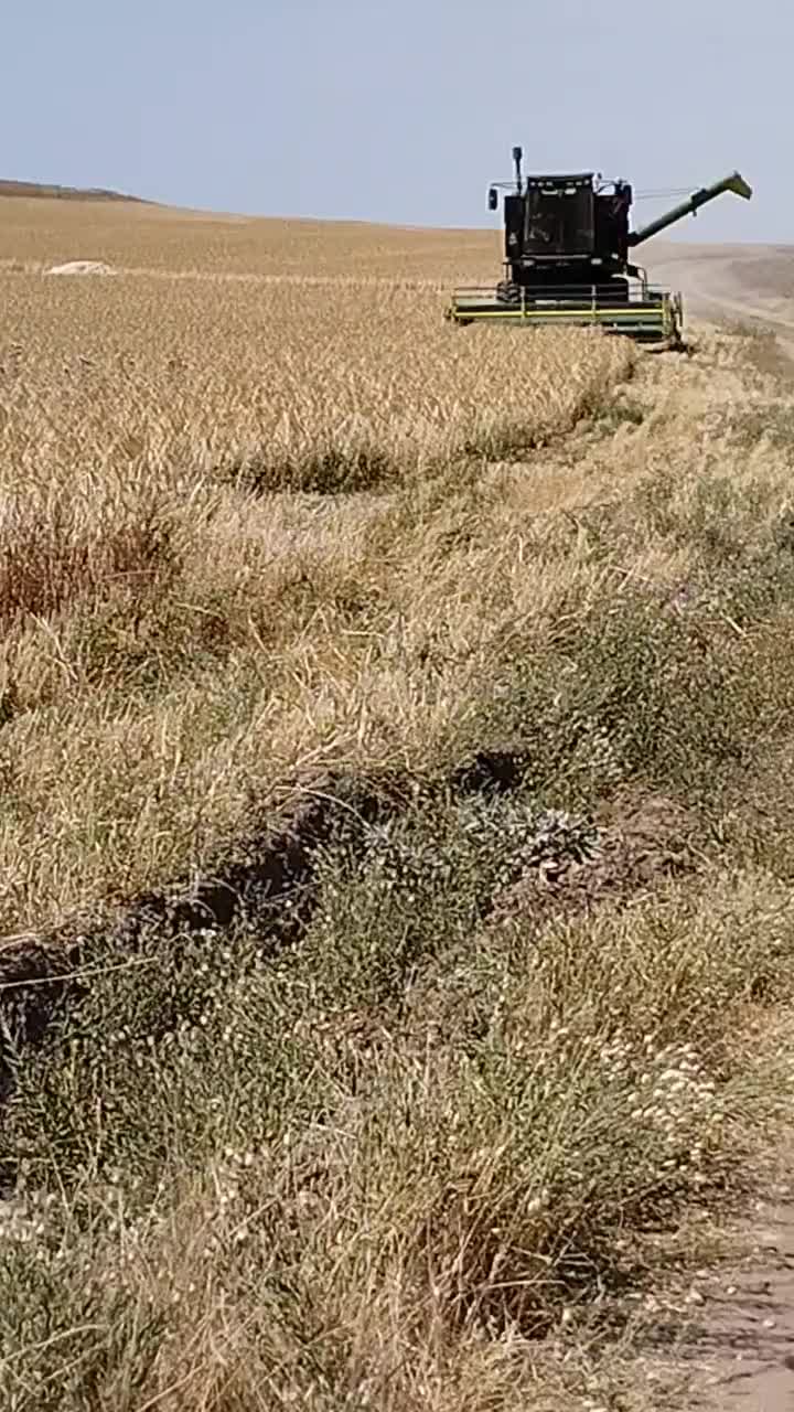 گندم|عمدهفروشی|قره پشتلو, |دیوار