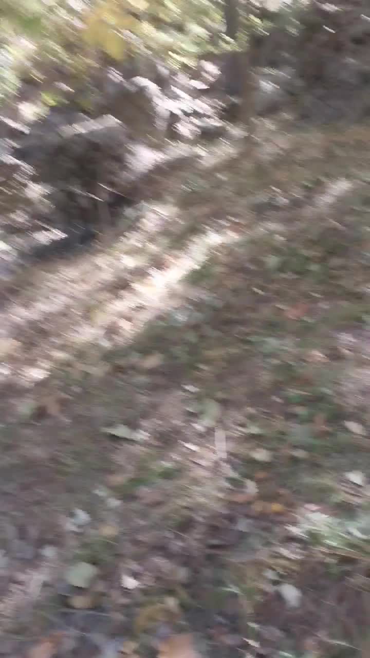 فروش درخت چنار|گل و گیاه طبیعی|کوثر, |دیوار