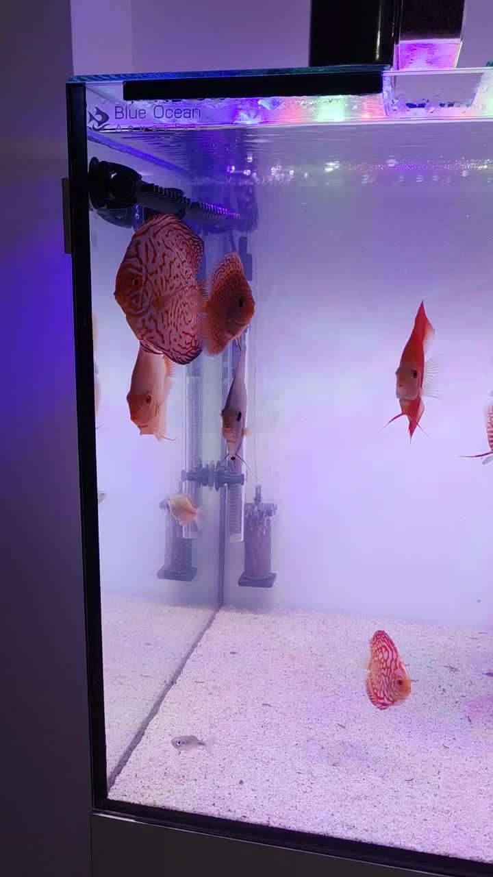 دیسکس|ماهی|رشت, شهرک شهید مفتح|دیوار