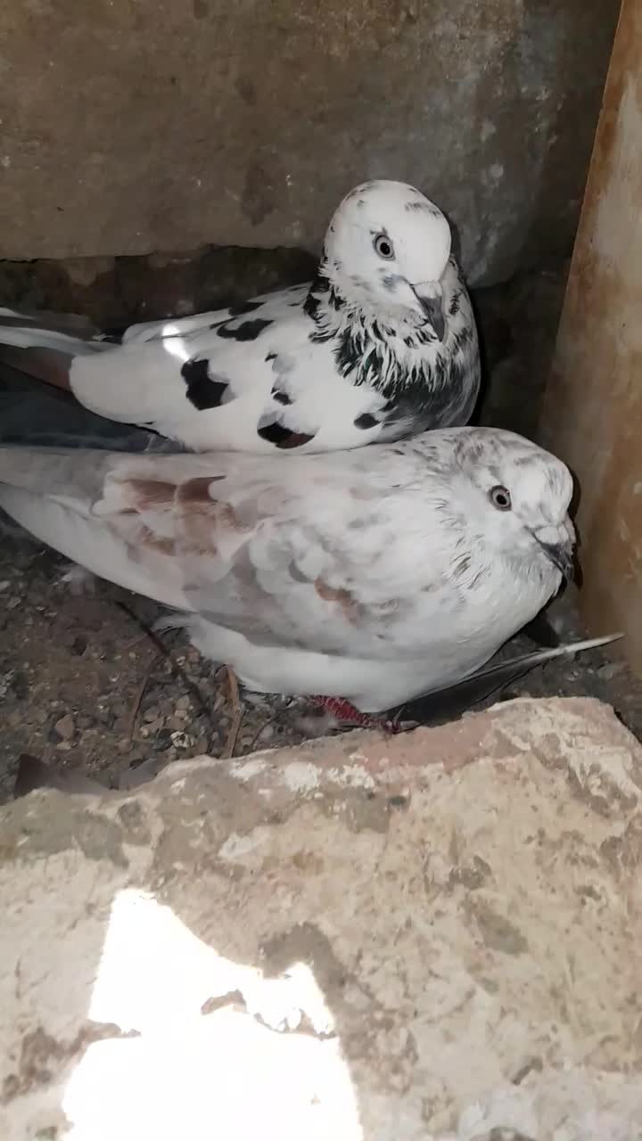 کبوتر پرشی|پرنده|گرمی, |دیوار