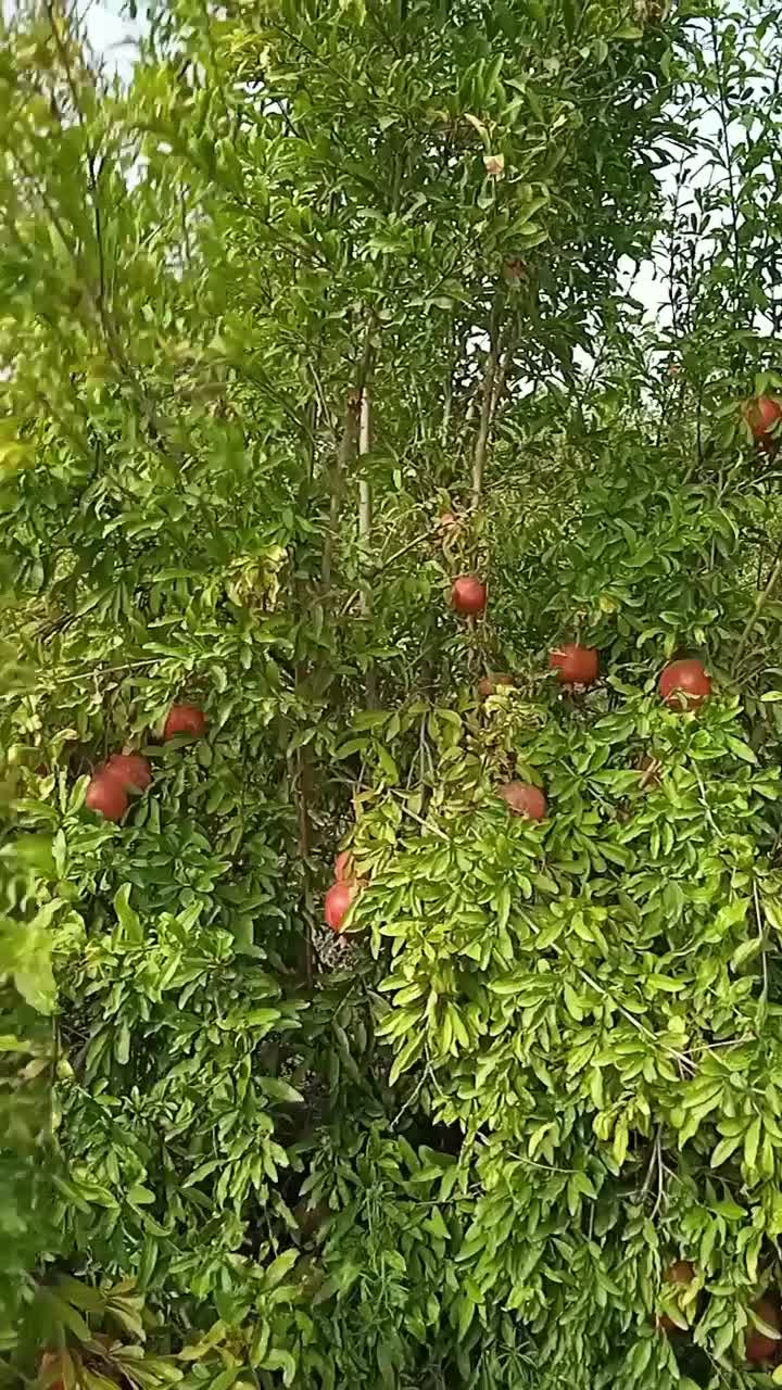 فروش رب انارشیرین|خوردنی و آشامیدنی|قائم‌شهر, |دیوار