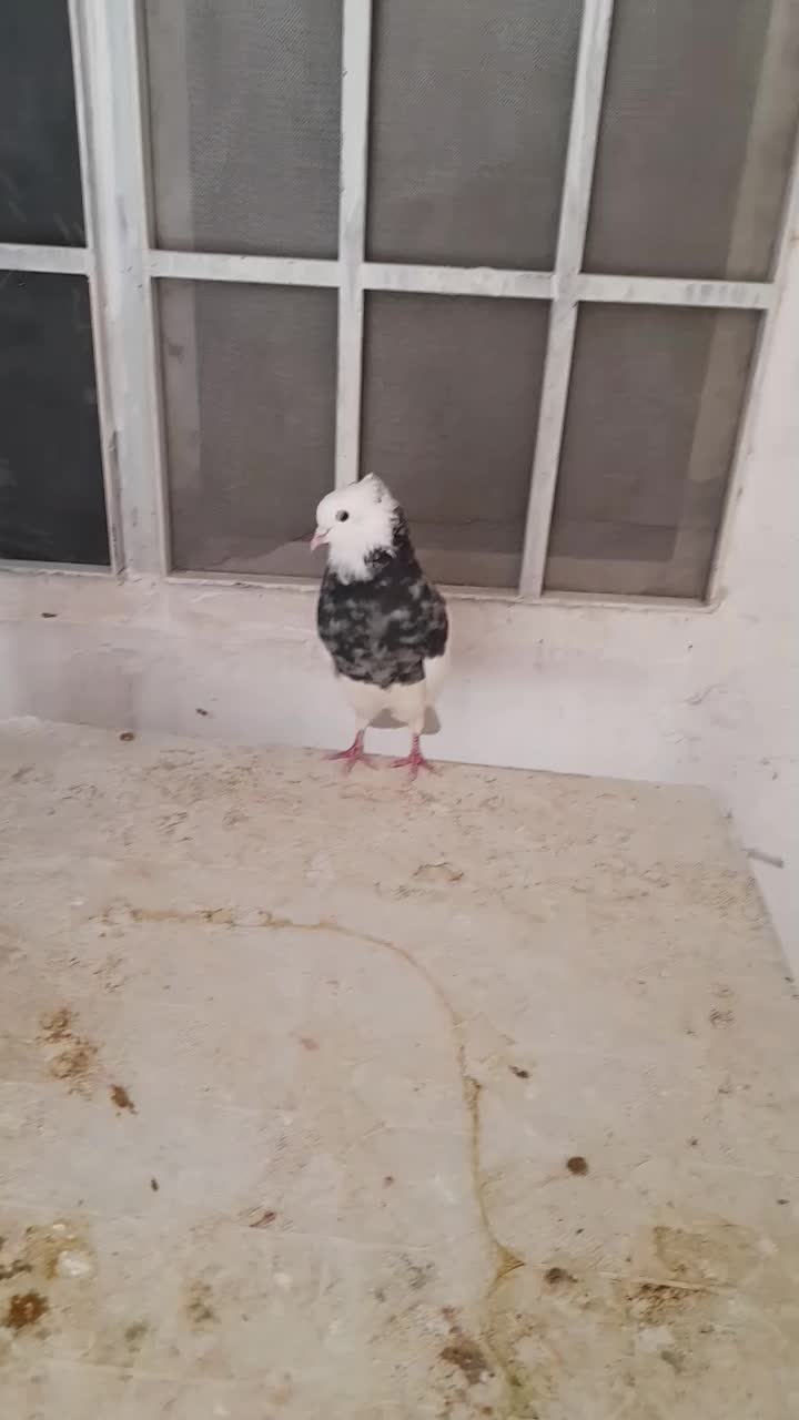 کبوتر طوقی نر|پرنده|شیراز, احمدآباد|دیوار