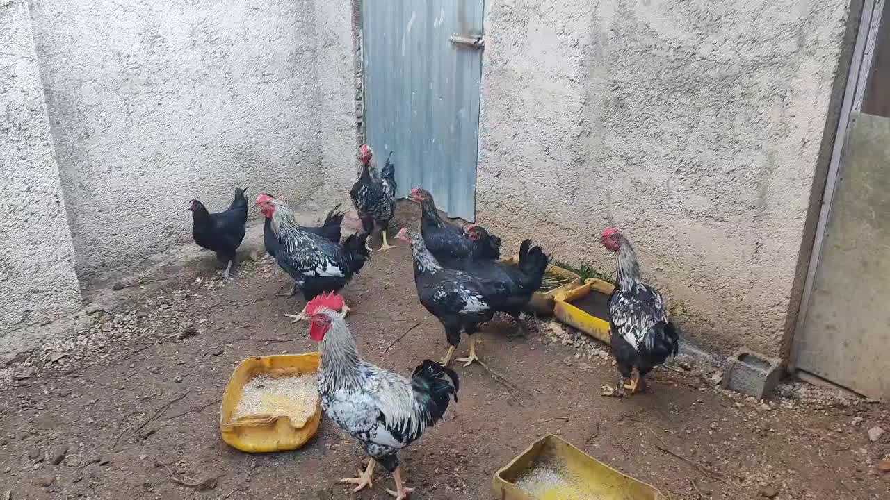 مرغ و خروس محلی اصیل کرچ شو|حیوانات مزرعه|نکا, |دیوار