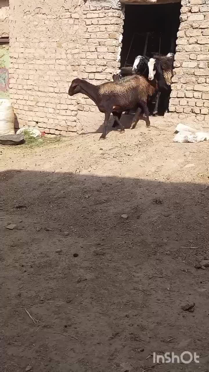 ۸راس میش جوان آبستن وبره دار|حیوانات مزرعه|تاکستان, |دیوار