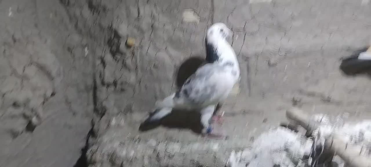 کبوتر|پرنده|زند, |دیوار