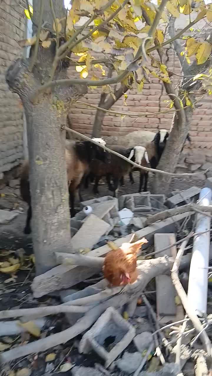 قوچ دودندان شال  .|حیوانات مزرعه|نمین, |دیوار