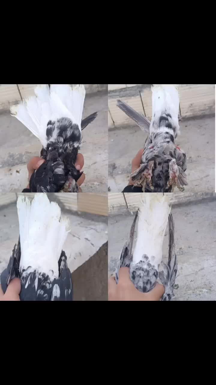 کفتر دم سفید سرور|پرنده|شیراز, سلطان آباد|دیوار