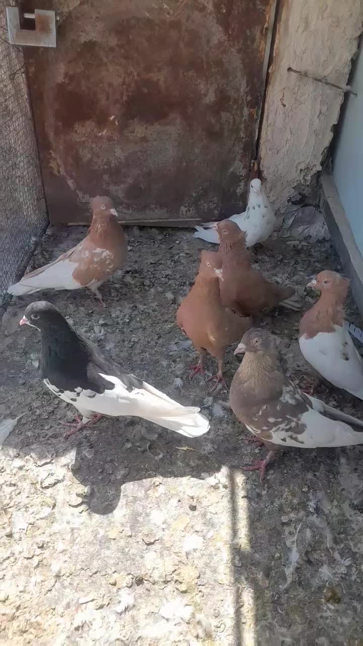 کفتر بهبهانی|پرنده|شیراز, شهرک بهار|دیوار