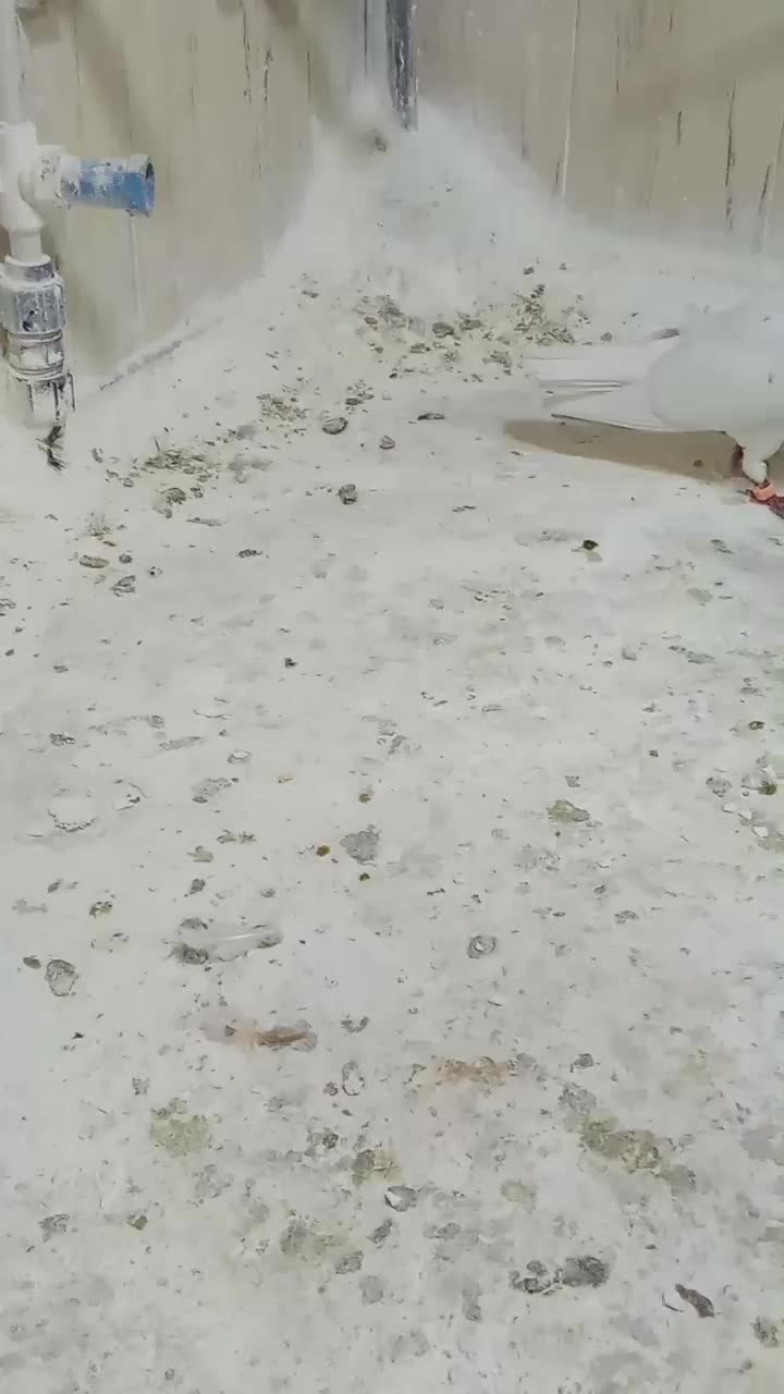 کلدار|پرنده|قم, سید معصوم|دیوار