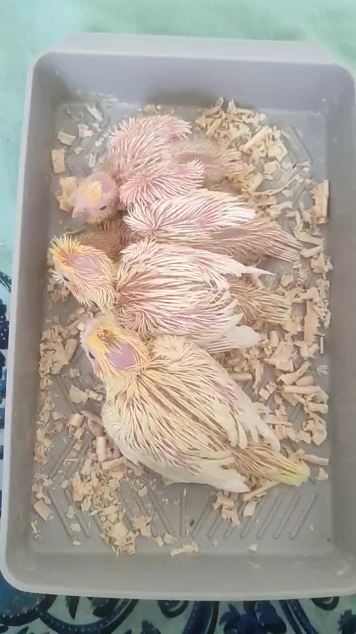 جوجه عروس هلندی|پرنده|شیراز, شهرک جماران|دیوار