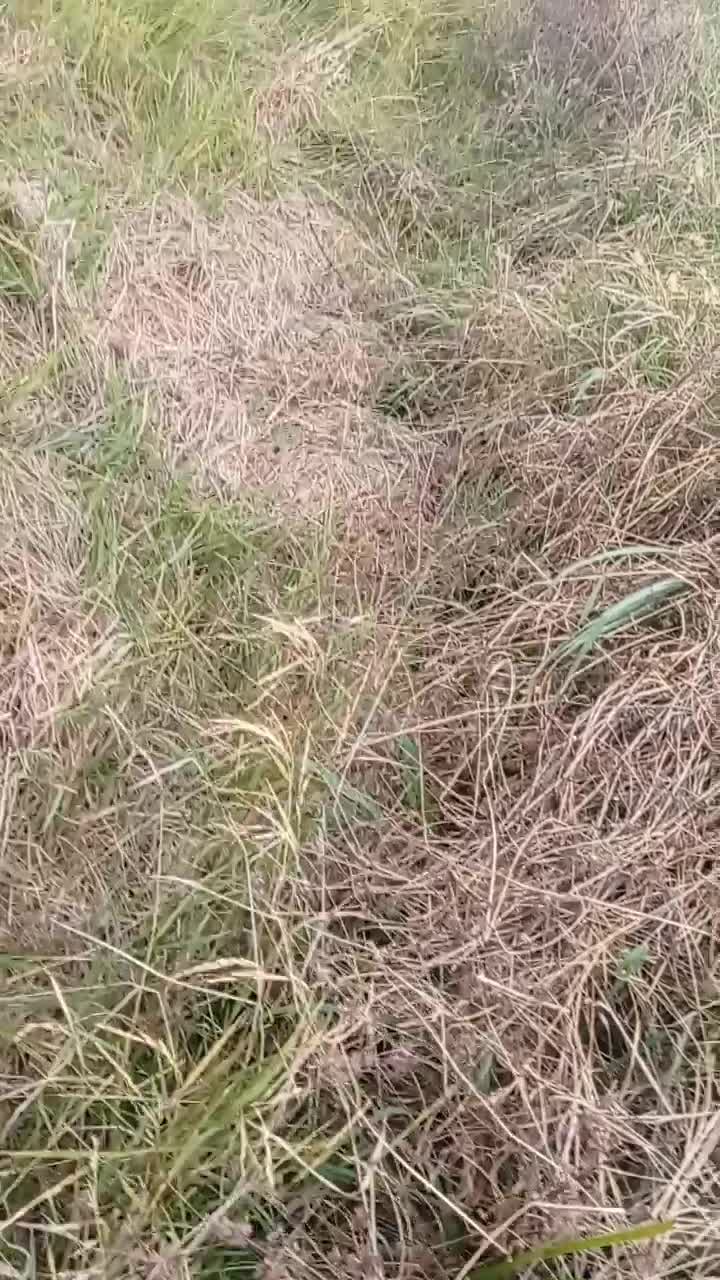 تلیسه هولشتاین|حیوانات مزرعه|گوراب زرمیخ, |دیوار