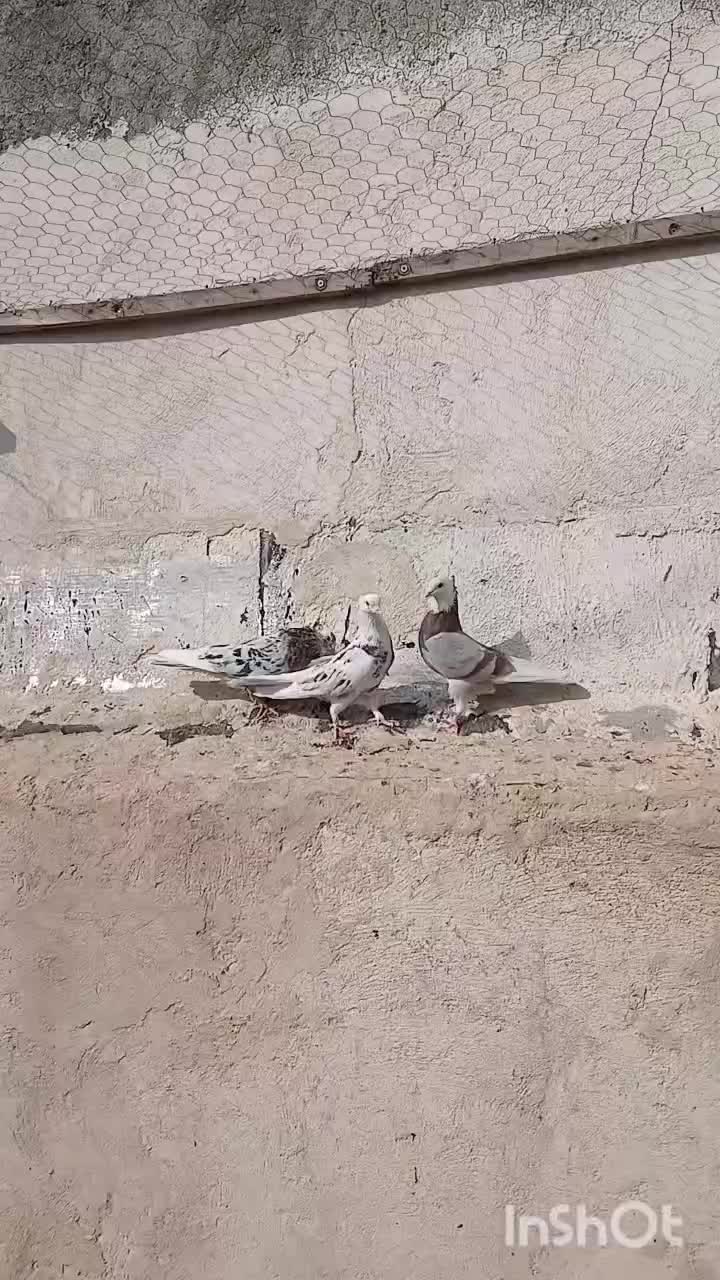 سرول|پرنده|نقده, |دیوار